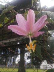 Passiflora tarminiana