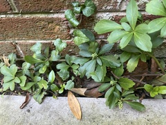 Pachysandra