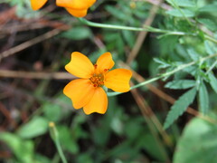 Tagetes tenuifolia
