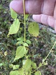 Ageratina aromatica