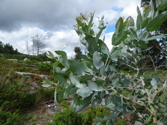 Eucalyptus globulus