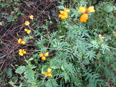 Tagetes tenuifolia