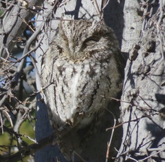 Megascops trichopsis