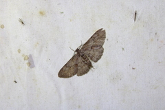 Iridopsis vellivolata