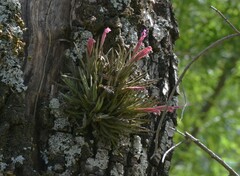 Tillandsia argentina