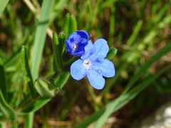 Glandora prostrata