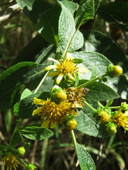 Verbesina sphaerocephala