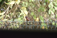 Ramphocelus carbo