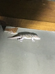 Chondrodactylus bibronii