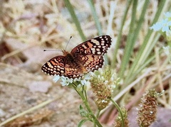 Phyciodes mylitta
