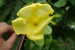 Pentalinon luteum