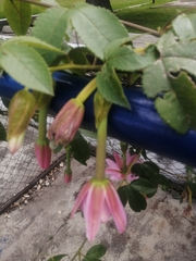 Passiflora tarminiana