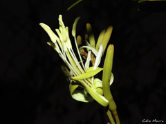 Bauhinia ungulata