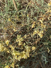 Cuscuta campestris