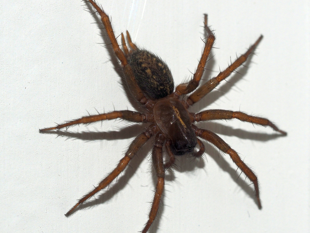 Lycosoides coarctata