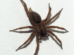 Lycosoides coarctata