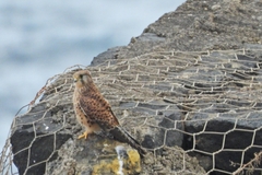 Falco tinnunculus canariensis
