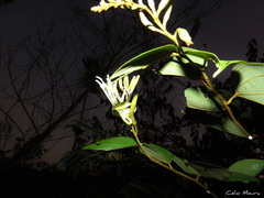 Bauhinia ungulata