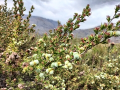 Cliffortia ruscifolia
