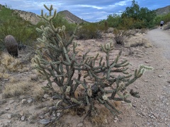 Cylindropuntia acanthocarpa