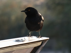 Onychognathus nabouroup