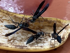 Synoeca septentrionalis