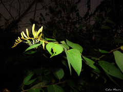 Bauhinia ungulata