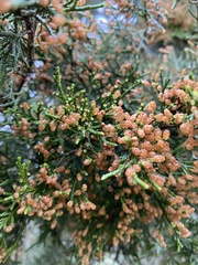 Juniperus