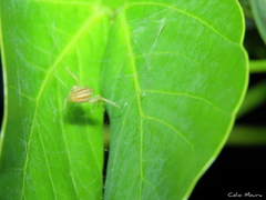 Chira