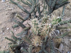 Cylindropuntia acanthocarpa