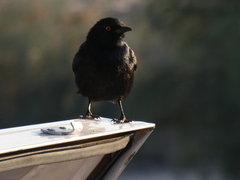 Onychognathus nabouroup