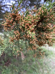Juniperus
