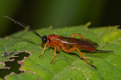 Theronia hilaris