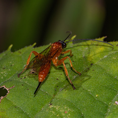 Theronia hilaris