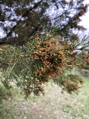 Juniperus