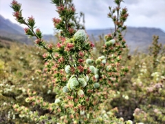 Cliffortia ruscifolia