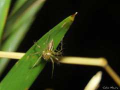 Oxyopes salticus