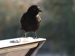 Onychognathus nabouroup