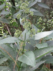 Critonia quadrangularis