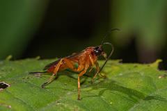 Theronia hilaris
