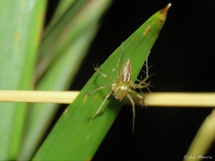 Oxyopes salticus