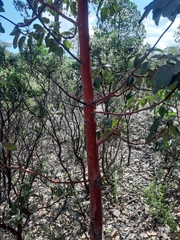 Arbutus bicolor