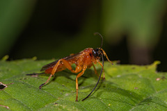 Theronia hilaris