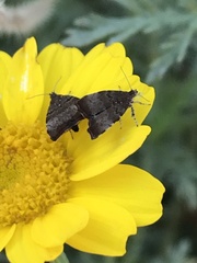 Choreutis