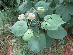 Heliocarpus terebinthinaceus
