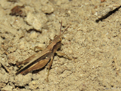 Orphulella