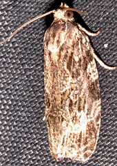 Phaecasiophora confixana