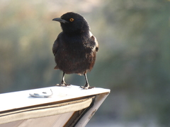 Onychognathus nabouroup