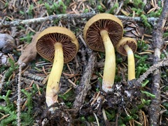 Cortinarius tinctorum
