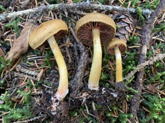 Cortinarius tinctorum